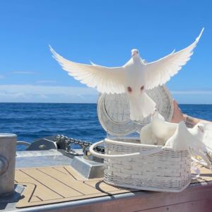 Dove Release